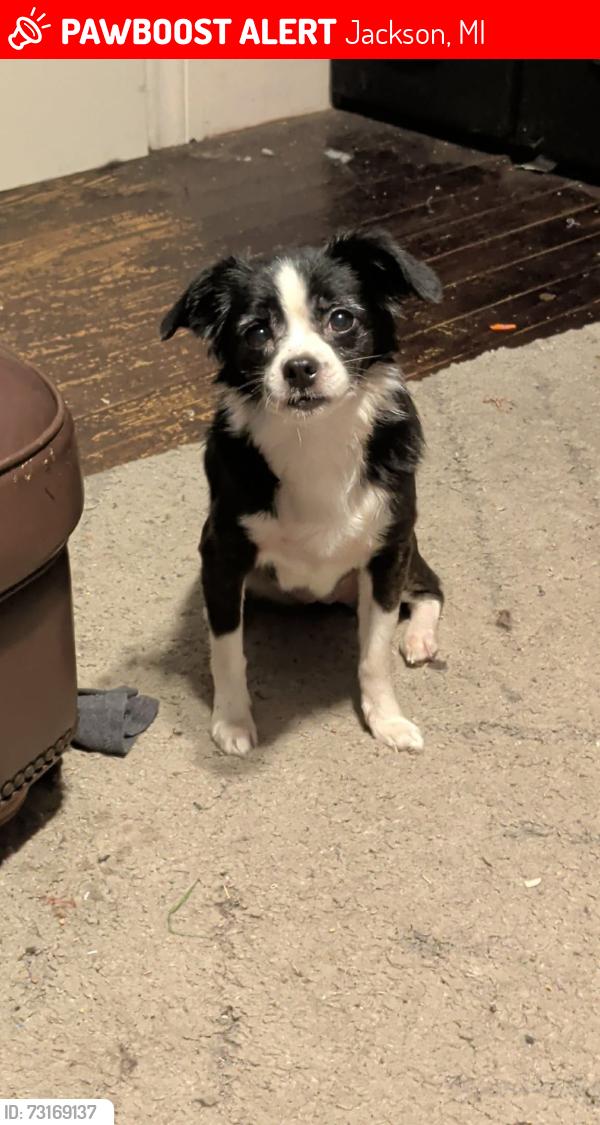 Lost Female Dog last seen Center street & W North street, Jackson, MI 49202