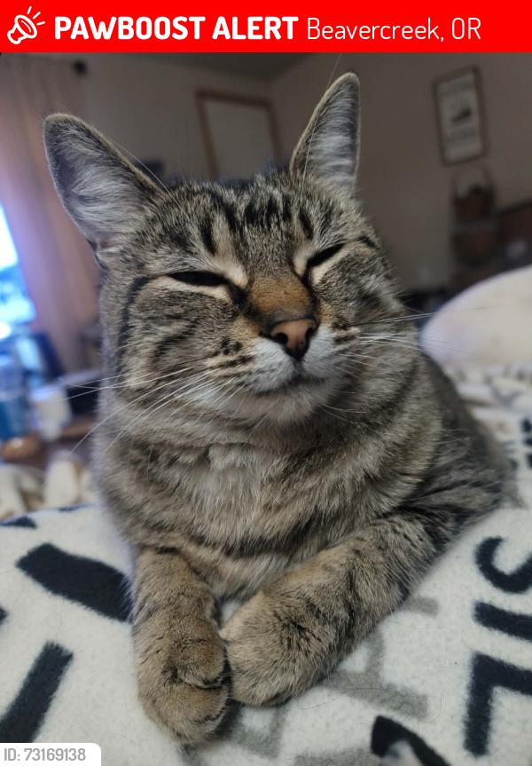 Lost Female Cat last seen Moehnke, Beavercreek, OR 97004
