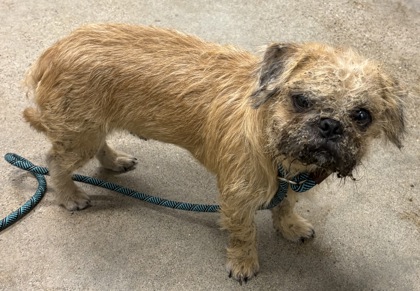 Shelter Stray Male Dog last seen Near W 84, 1st District, OH, 9203 Detroit Ave, Cleveland, OH 44102, USA