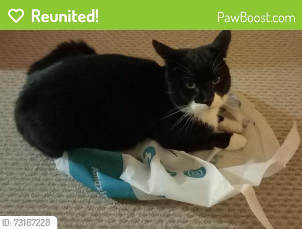 Reunited Male Cat last seen B73 5HT, Birmingham, England B73 5HT
