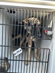 Shelter Stray Male Dog last seen Near campbellton road sw, Atlanta, GA, 1251 Fulton Industrial Blvd NW, Atlanta, GA 30336, USA