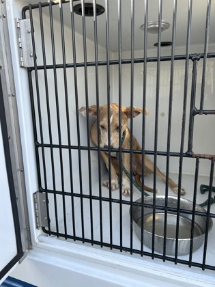 Shelter Stray Female Dog last seen Near campbellton road sw, Atlanta, GA, 1251 Fulton Industrial Blvd NW, Atlanta, GA 30336, USA