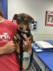 Shelter Stray Male Dog last seen Near N Interstate 35, San Marcos, San Marcos Animal Shelter, TX, 124 W Anderson Ln., Austin, TX 78752, USA