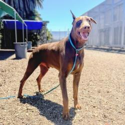 Shelter Stray Male Dog last seen , , CA, 1101 29th Ave, Oakland, CA 94601, USA