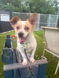 Shelter Stray Male Dog last seen Near Hollins St, 21223, MD, 301 Stockholm St, Baltimore, MD 21230, USA
