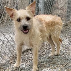 Shelter Stray Male Dog last seen , Oakland, CA, 1101 29th Ave, Oakland, CA 94601, USA