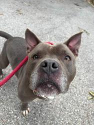 Shelter Stray Male Dog last seen Boarman Ave and Park Heights Ave, 21215, MD, 301 Stockholm St, Baltimore, MD 21230, USA