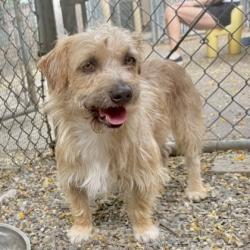 Shelter Stray Male Dog last seen , Oakland, CA, 1101 29th Ave, Oakland, CA 94601, USA