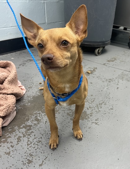 Shelter Stray Male Dog last seen Near Madison Ave, Folsom, CA, 6201 Florin Perkins Rd, Sacramento, CA 95828, USA