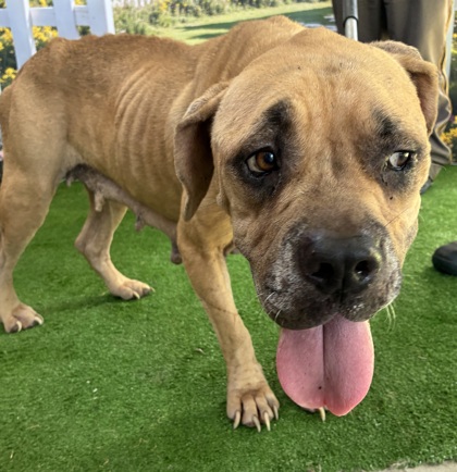Shelter Stray Female Dog last seen Grove Dr / Prospect, Brazos County, TX, 5359 Leonard Rd, Bryan, TX 77807, USA