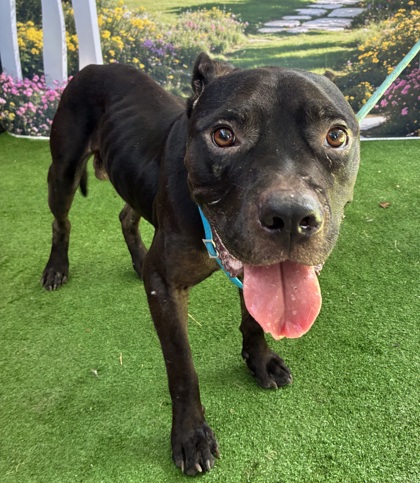 Shelter Stray Male Dog last seen Grove Dr / Prospect, Brazos County, TX, 5359 Leonard Rd, Bryan, TX 77807, USA