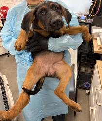 Shelter Stray Female Dog last seen E Belmont Ave & N Del Rey ave, Sanger Zone Fresno CO 4 93657, CA, 1510 W Dan Ronquillo Dr, Fresno, CA 93706, USA