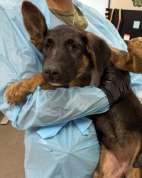 Shelter Stray Female Dog last seen E Belmont Ave & N Del Rey ave, Sanger Zone Fresno CO 4 93657, CA, 1510 W Dan Ronquillo Dr, Fresno, CA 93706, USA