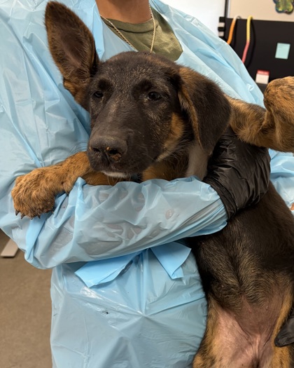 Shelter Stray Female Dog last seen E Belmont Ave & N Del Rey ave, Sanger Zone Fresno CO 4 93657, CA, 1510 W Dan Ronquillo Dr, Fresno, CA 93706, USA