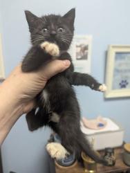 Shelter Stray Male Cat last seen Near Century Pkwy NE, Atlanta, GA 30345, 30345, GA, 3280 Chamblee Dunwoody Rd, Chamblee, GA 30341, USA