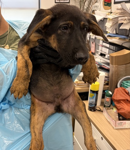 Shelter Stray Male Dog last seen E Belmont Ave & N Del Rey ave, Sanger Zone Fresno CO 4 93657, CA, 1510 W Dan Ronquillo Dr, Fresno, CA 93706, USA