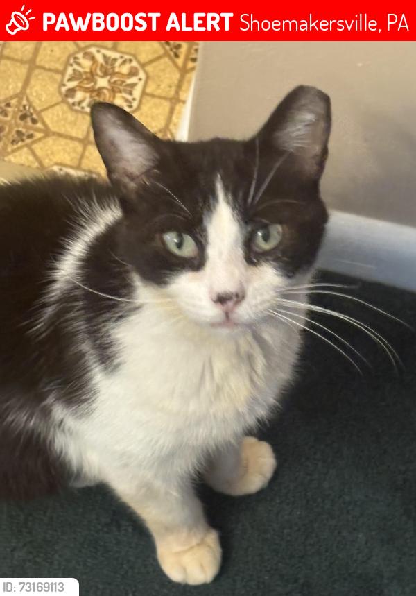 Lost Male Cat last seen Ridge road and Kemmerer road, Shoemakersville, PA 19555