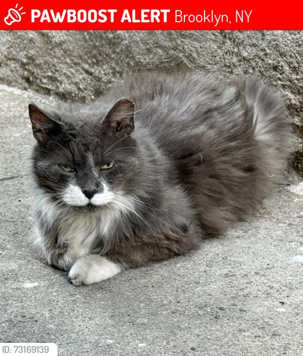 Lost Male Cat last seen 74th street between 17 & 18th avenues, Brooklyn, NY 11204