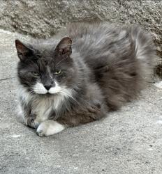 Lost Male Cat last seen 74th street between 17 & 18th avenues, Brooklyn, NY 11204