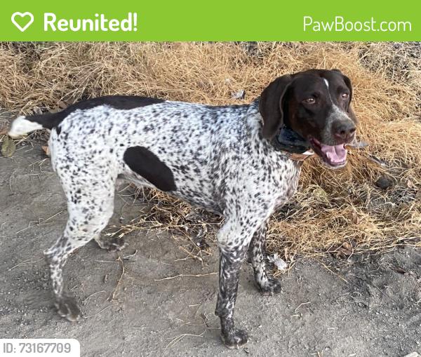 Reunited Female Dog last seen riggin, Visalia, CA 93291