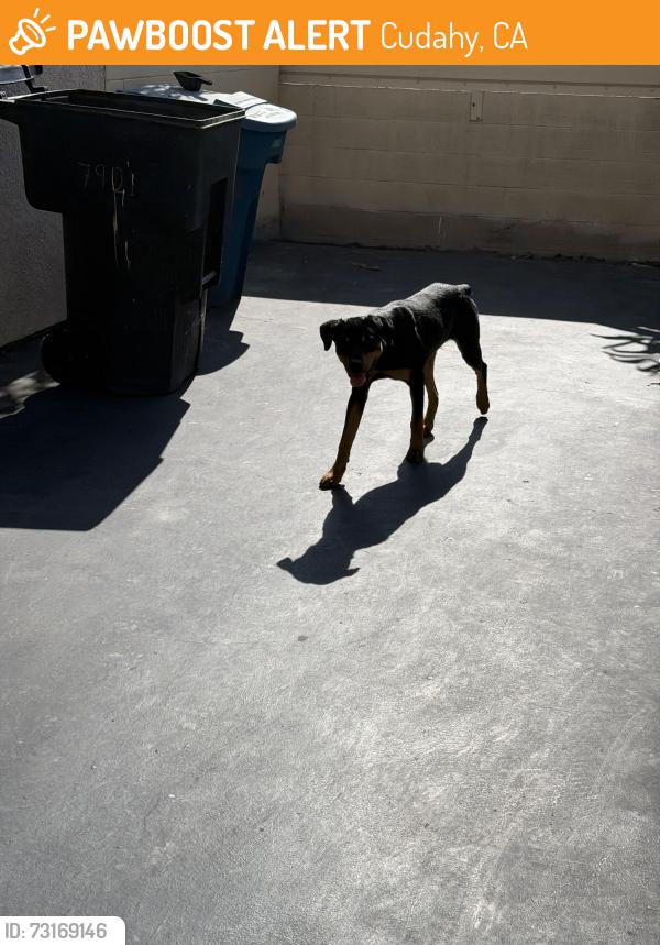 Found/Stray Male Dog last seen Elizabeth and Atlantic, Cudahy, CA 90201