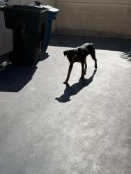 Found/Stray Male Dog last seen Elizabeth and Atlantic, Cudahy, CA 90201