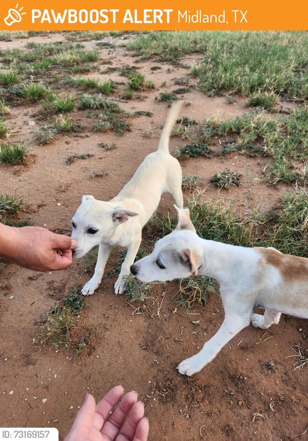 Found/Stray Female Dog last seen I-20 service road and S. County Rd. 1221 Midland TX, Midland, TX 79706