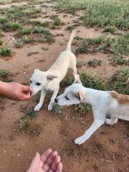 Found/Stray Female Dog last seen I-20 service road and S. County Rd. 1221 Midland TX, Midland, TX 79706