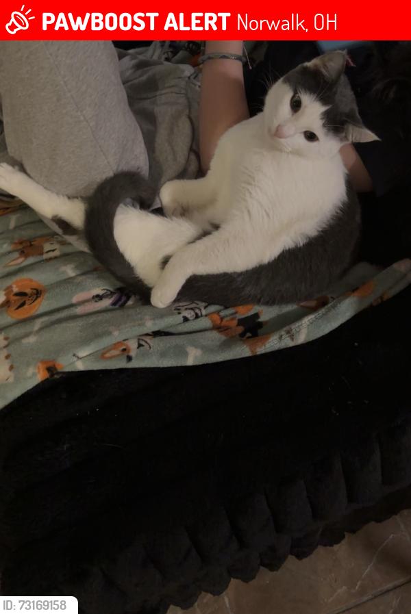 Lost Male Cat last seen near north prospect street, Norwalk, OH 44857