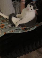 Lost Male Cat last seen near north prospect street, Norwalk, OH 44857