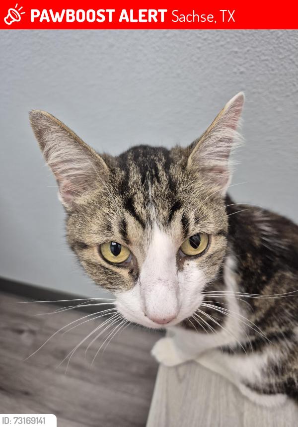 Lost Male Cat last seen Hunters ridge and Haverhill in Sachse, Sachse, TX 75048