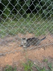 Found/Stray Unknown Cat last seen Near Cotswold Terrace and Cotswold Ave near Military Park/Greenway and the bridge that goes over 840, Greensboro, NC 27410