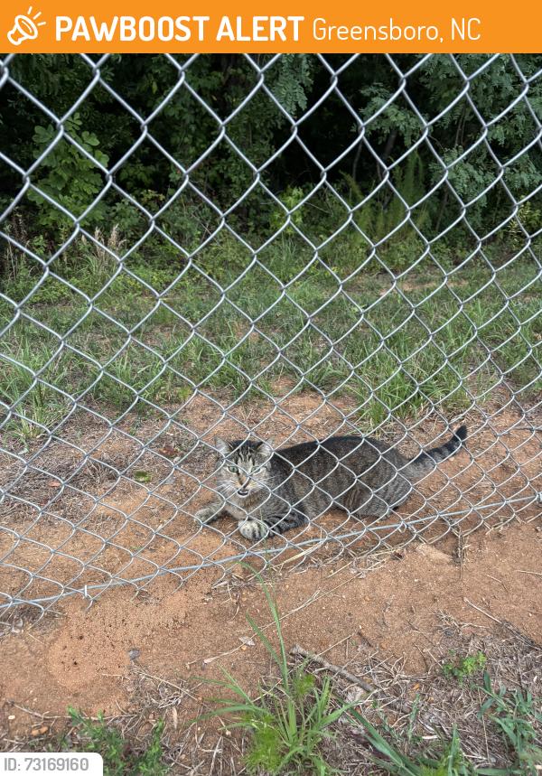Found/Stray Unknown Cat last seen Near Cotswold Terrace and Cotswold Ave near Military Park/Greenway and the bridge that goes over 840, Greensboro, NC 27410