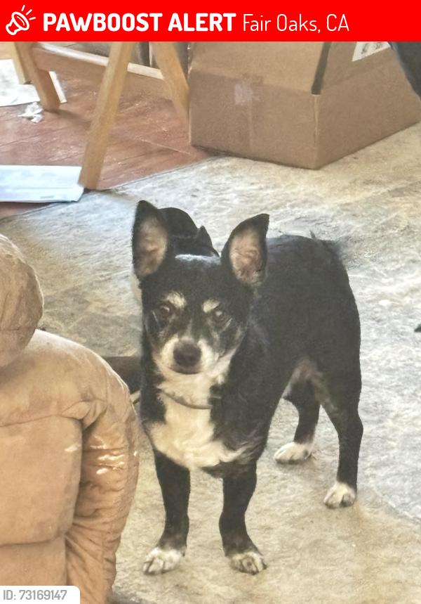 Lost Male Dog last seen Kenneth and Illinois, Fair Oaks, CA 95628