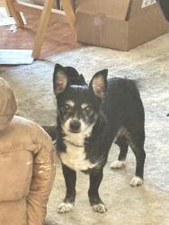 Lost Male Dog last seen Kenneth and Illinois, Fair Oaks, CA 95628
