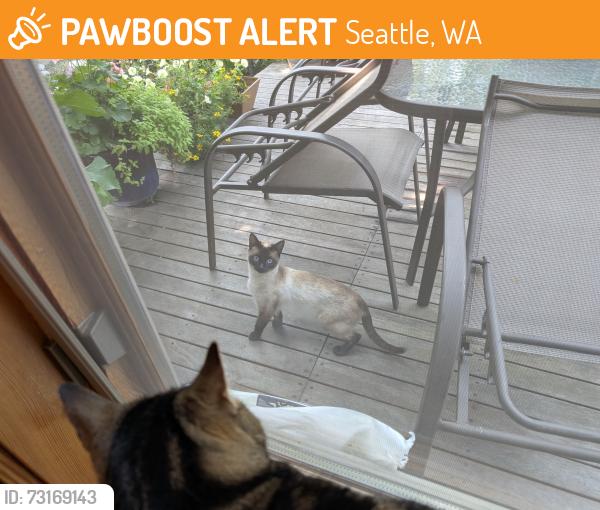 Found/Stray Unknown Cat last seen S. Morgan St and 57th Ave. S. Seward Park Seattle WA, Seattle, WA 98118