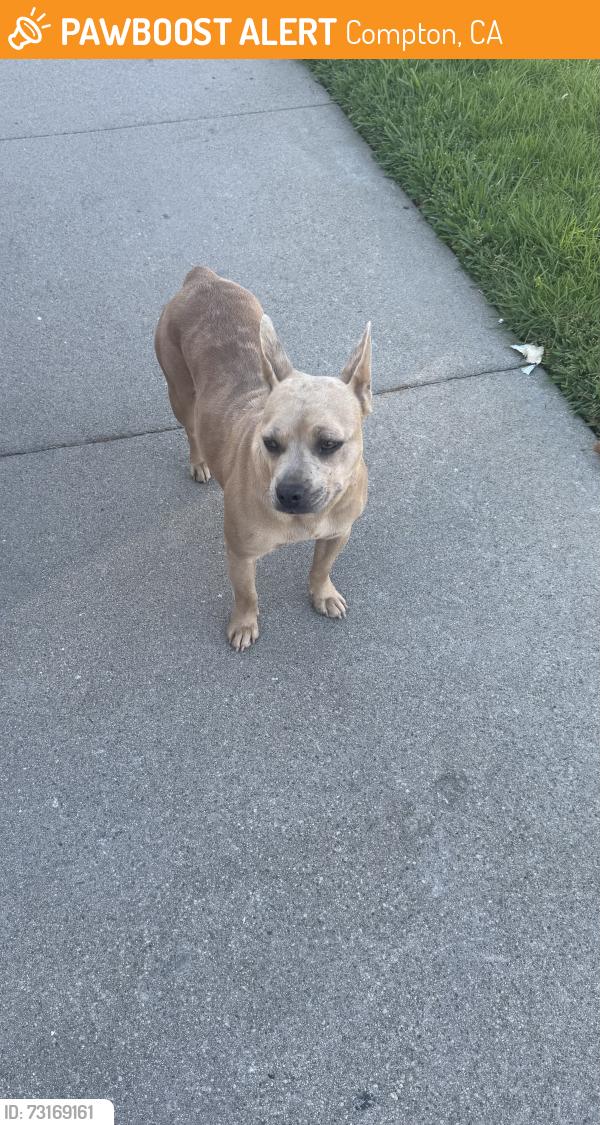 Found/Stray Female Dog last seen South Cuzco and Duma St., Compton, CA 90221