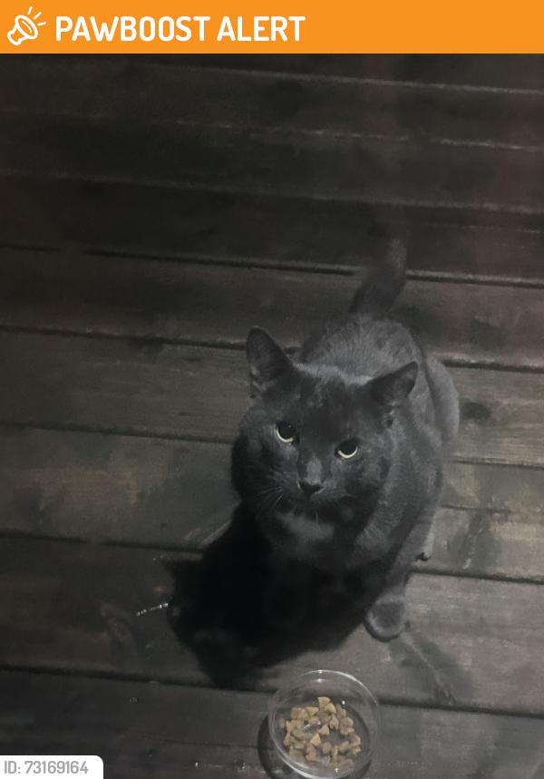 Found/Stray Unknown Cat last seen Eagle street and Ellen street, Newmarket, ON L3Y 1K4