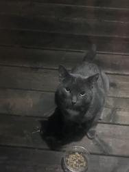 Found/Stray Unknown Cat last seen Eagle street and Ellen street, Newmarket, ON L3Y 1K4