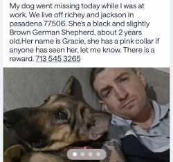 Lost Female Dog last seen Richey and Jackson, Pasadena, TX 77506