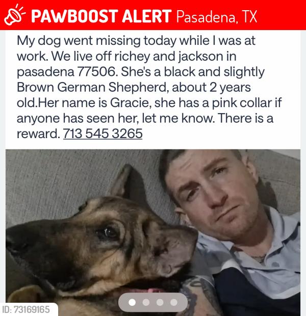 Lost Female Dog last seen Richey and Jackson, Pasadena, TX 77506
