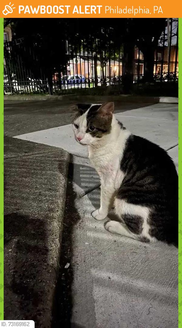 Found/Stray Male Cat last seen 12th and Johnston Streets, Philadelphia, PA 19148