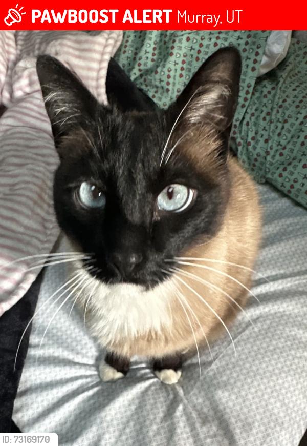 Lost Male Cat last seen Goodwill near Fashion Place, Murray, UT 84107
