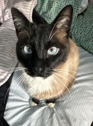 Lost Male Cat last seen Goodwill near Fashion Place, Murray, UT 84107