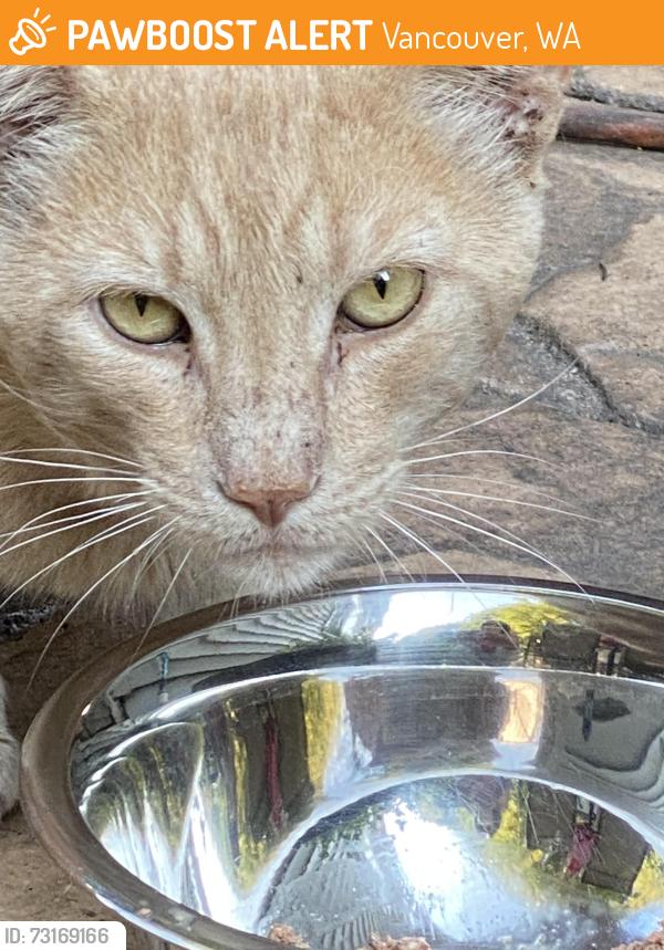 Found/Stray Male Cat last seen 107th, Vancouver, WA 98686