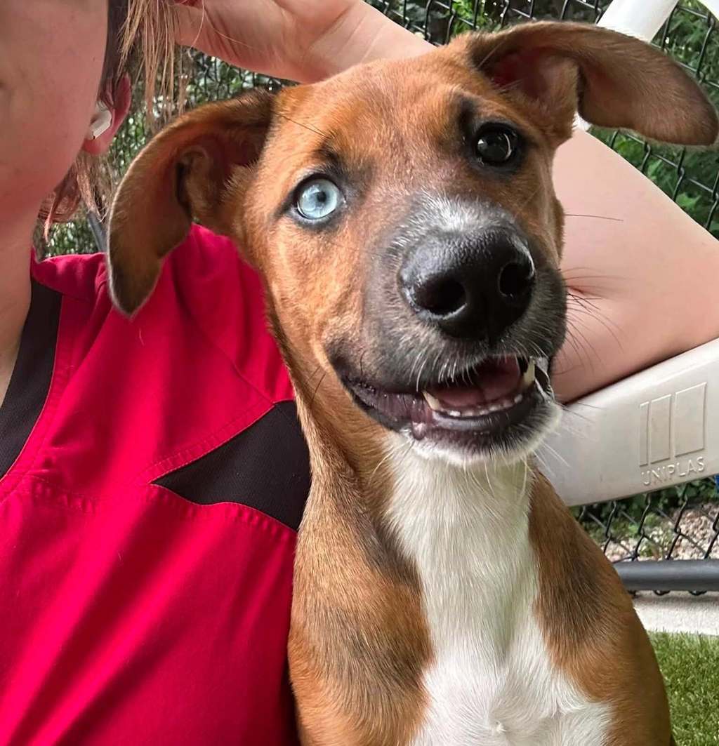 Shelter Stray Female Dog last seen Near triangle town center, RALEIGH, NC, 27616, 820 Beacon Lake Dr, Raleigh, NC 27610, USA