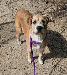 Shelter Stray Female Dog last seen Near Barber Store Road, RALEIGH, NC, 27603, 820 Beacon Lake Dr, Raleigh, NC 27610, USA