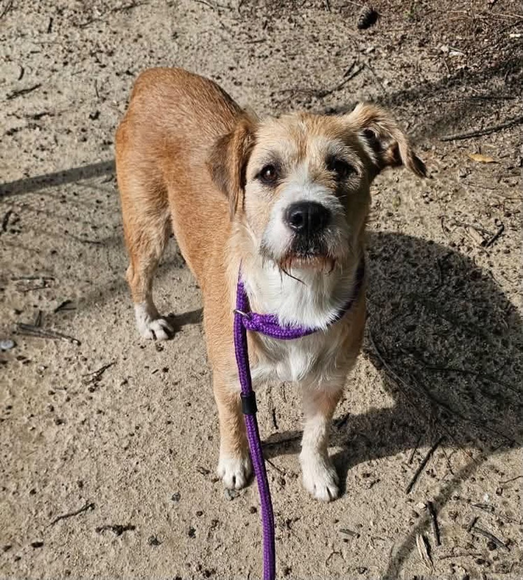 Shelter Stray Female Dog last seen Near Barber Store Road, RALEIGH, NC, 27603, 820 Beacon Lake Dr, Raleigh, NC 27610, USA