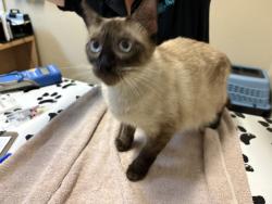 Shelter Stray Female Cat last seen La Torturga, Vista, CA, 92081, Oceanside, CA 92058, USA