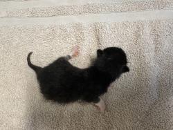 Shelter Stray Female Cat last seen La Torturga, Vista, CA, 92081, Oceanside, CA 92058, USA